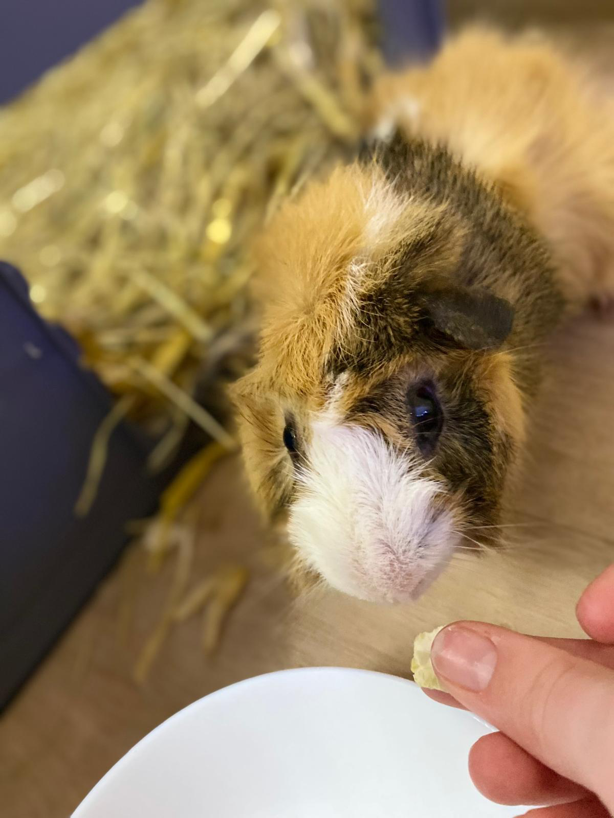 Meerschweinchen Lemon